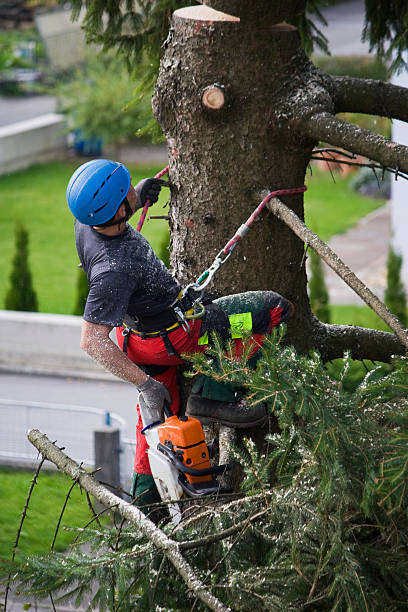 Best Tree Trimming and Pruning  in Kouts, IN